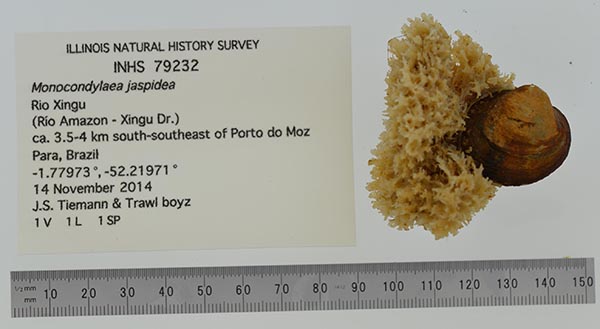 specimen