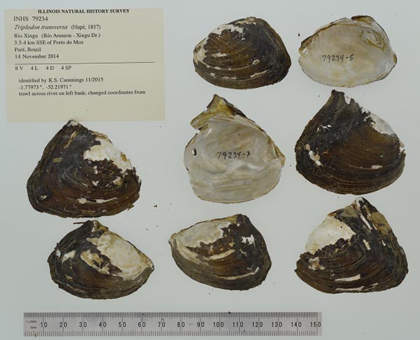 specimen