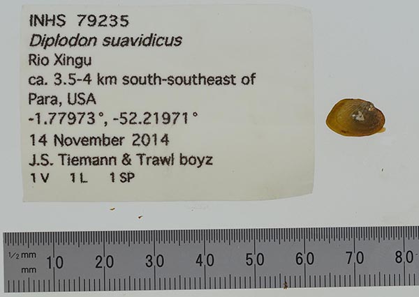 specimen