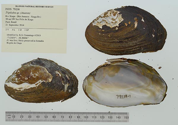 specimen