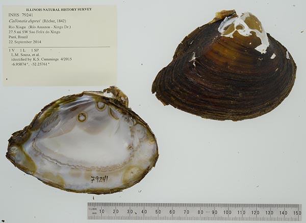 specimen