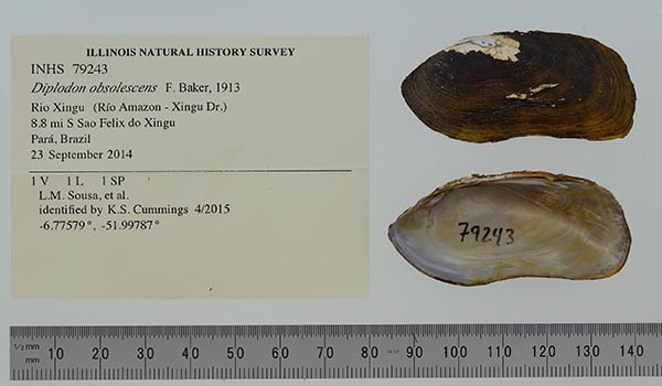 specimen