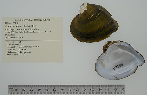specimen
