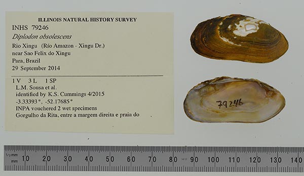 specimen