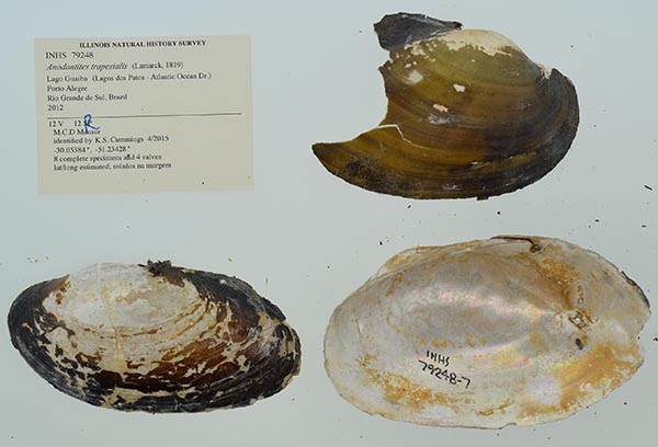 specimen