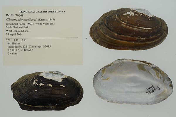 specimen