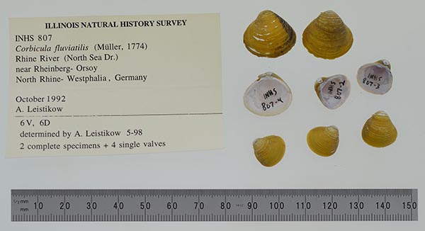 specimen
