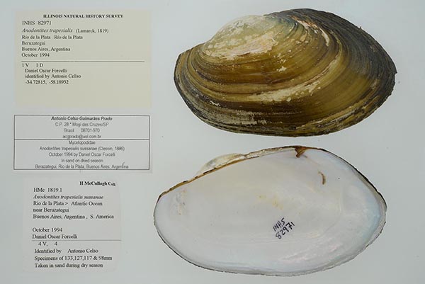 specimen