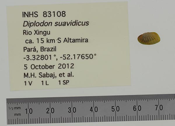 specimen