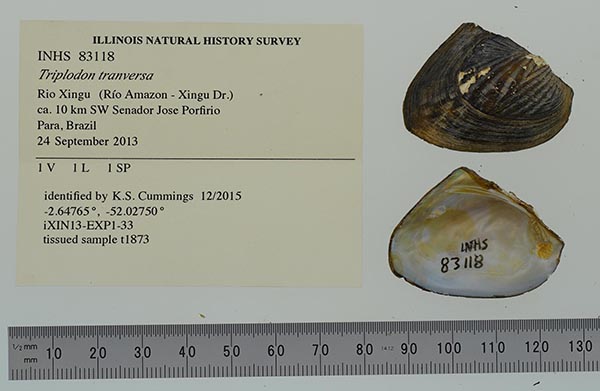 specimen