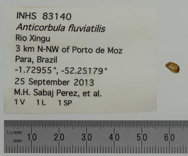 specimen
