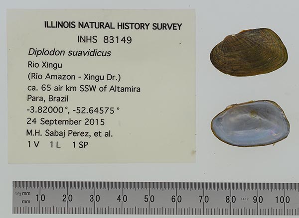 specimen