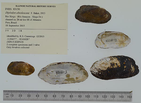 specimen