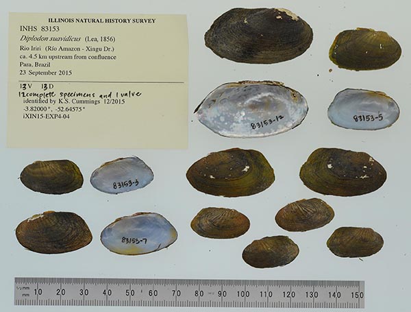 specimen