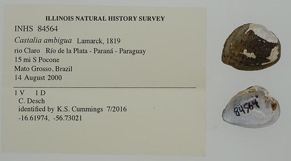 specimen