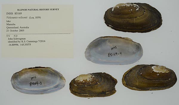 specimen