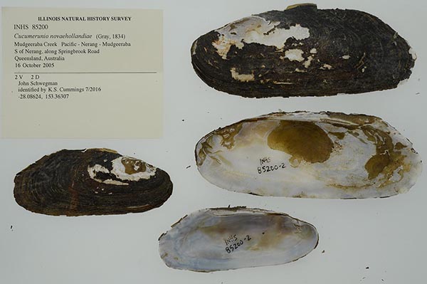 specimen