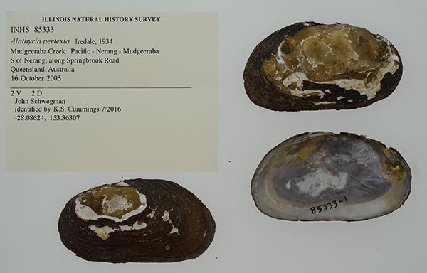 specimen
