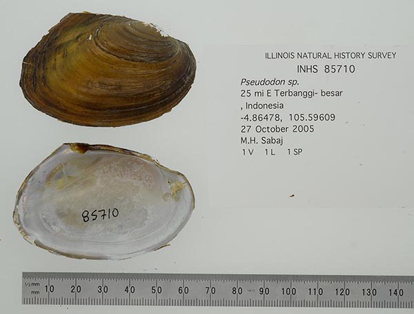 specimen