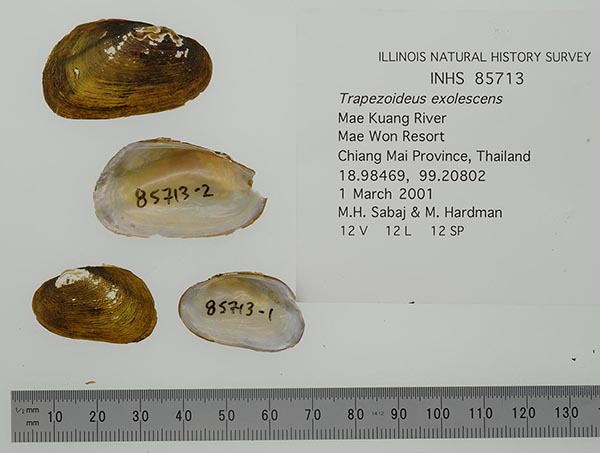 specimen