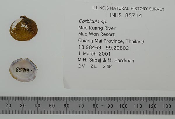 specimen