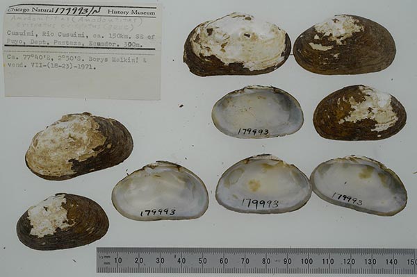 specimen