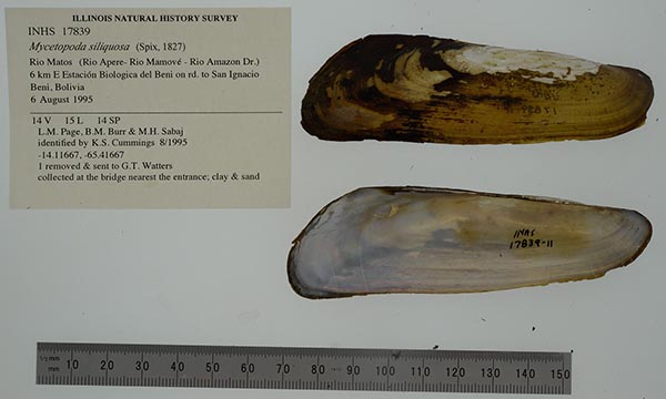 specimen