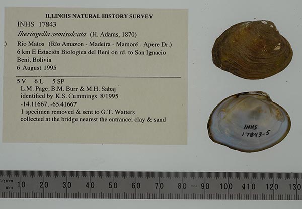specimen