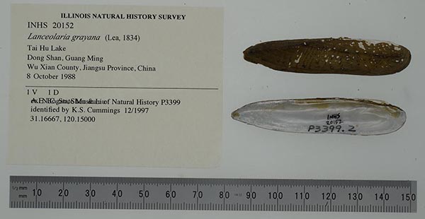 specimen