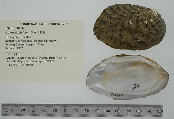 specimen