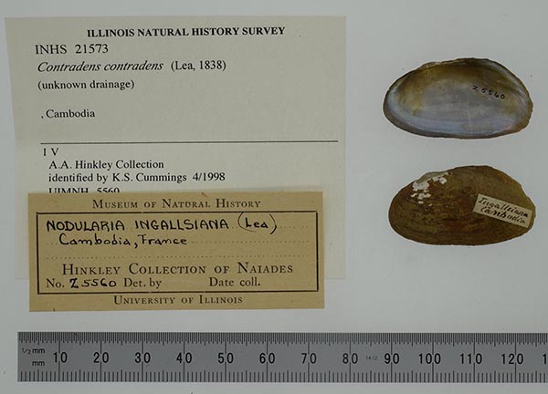 specimen