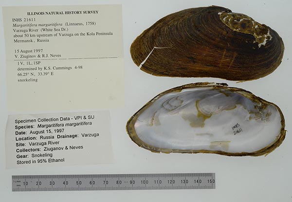 specimen