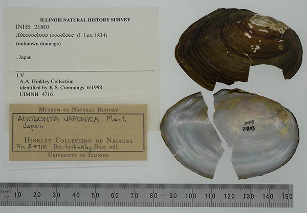 specimen