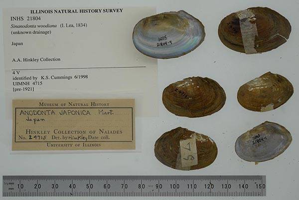 specimen