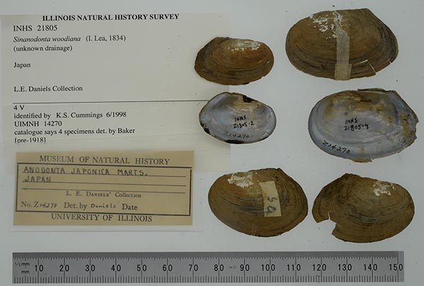 specimen