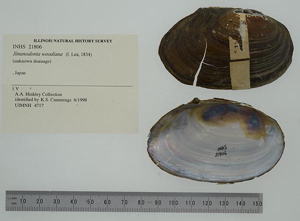 specimen