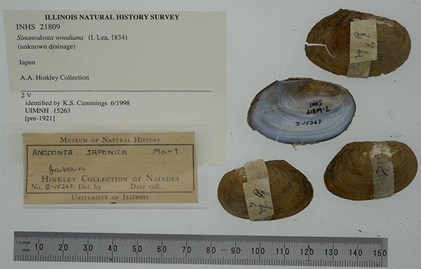 specimen