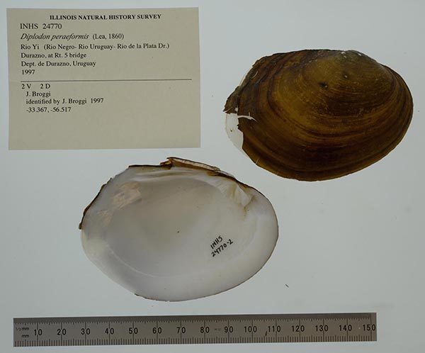 specimen