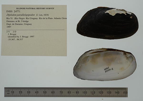 specimen