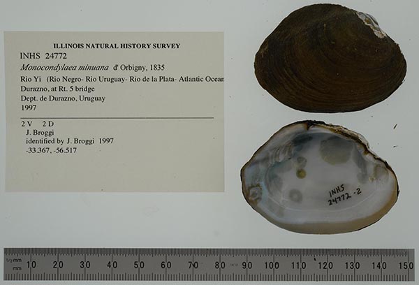 specimen