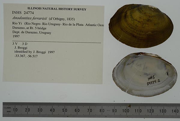 specimen