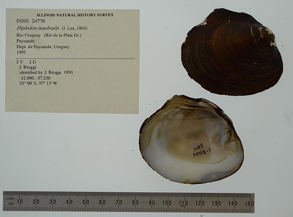 image of lot INHS_24778 image of lot INHS_24778