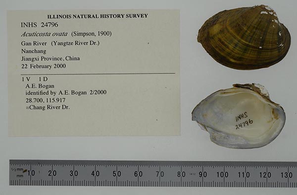 specimen