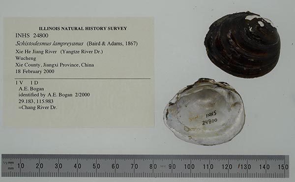 specimen