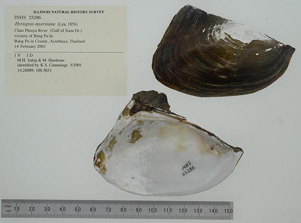 specimen