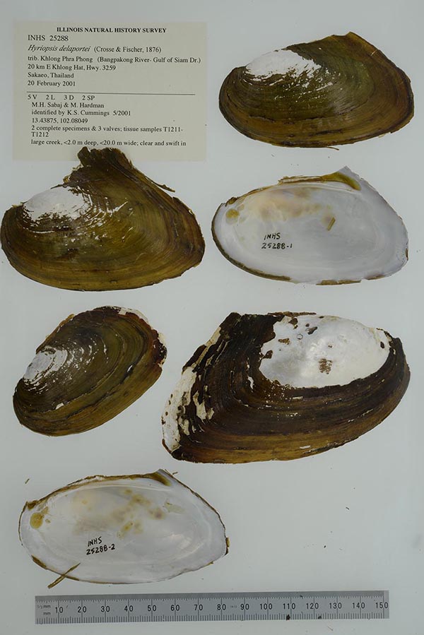 specimen