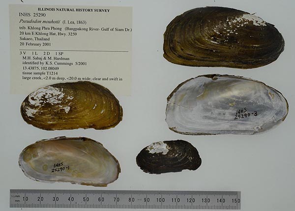 specimen