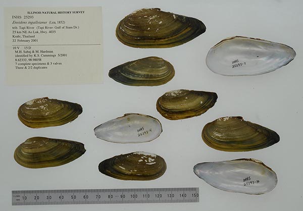 specimen