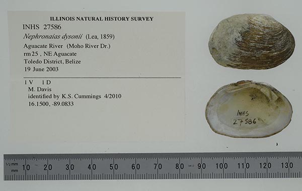 specimen