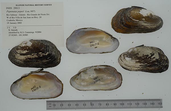 specimen